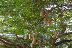 Kigelia africana